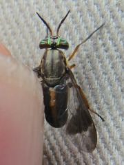 Chrysops univittatus