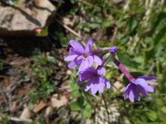 Primula halleri