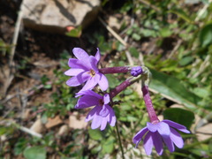 Primula halleri