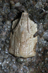 Lepidoptera
