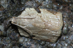 Lepidoptera