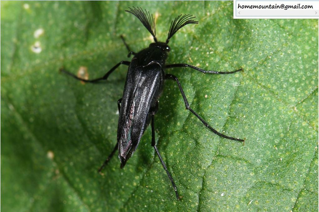 Metoecus satanas