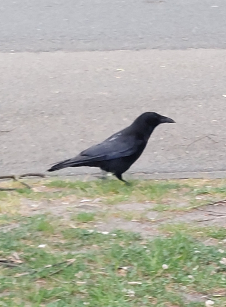 Corneille noire