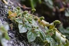 Lecanthus peduncularis