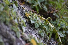 Lecanthus peduncularis