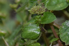 Lecanthus peduncularis