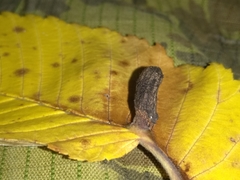 Tetraneura