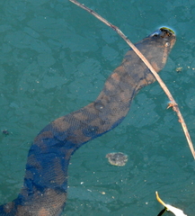 Acrochordus arafurae