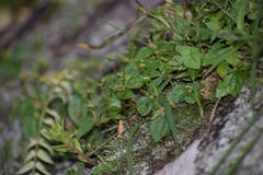 Lecanthus peduncularis