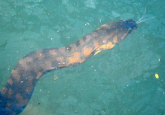 Acrochordus arafurae