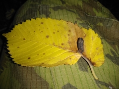 Tetraneura