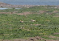 Charadrius javanicus