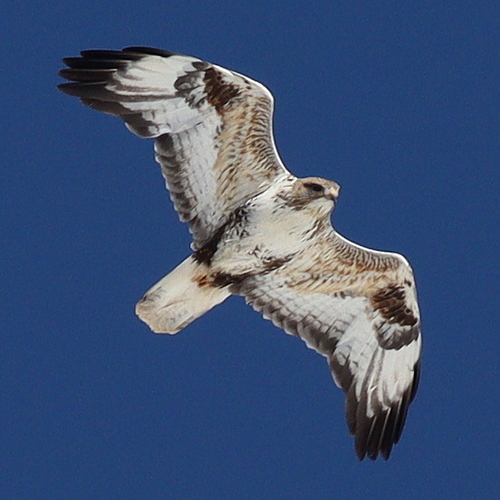 Upland Buzzard (Buteo hemilasius)