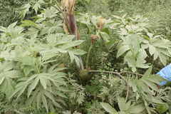 Angelica ursina