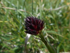 Gymnadenia