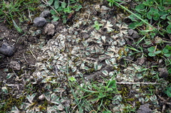 Riccia spongiosula