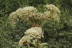 Angelica ursina