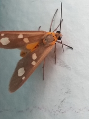 Dysauxes famula