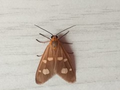 Dysauxes famula