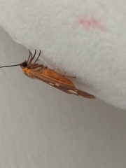 Dysauxes famula
