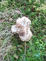 Albatrellaceae