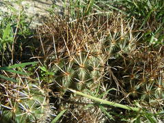 Ancistrocactus scheeri
