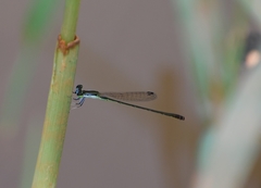 Agriocnemis pygmaea