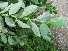 Salix gracilistyla