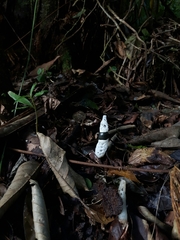 Staheliomyces cinctus