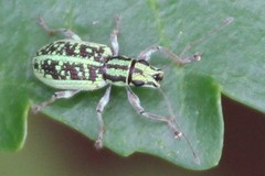 Myllocerina