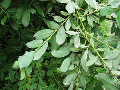 Salix gracilistyla