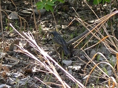 Setophaga kirtlandii