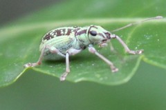 Myllocerina