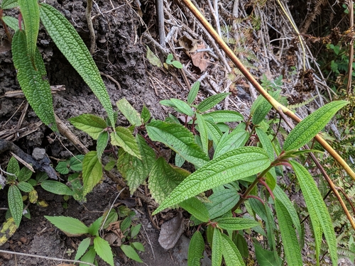 Boehmeria penduliflora (Boehmeria penduliflora)