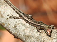 Cryptoblepharus