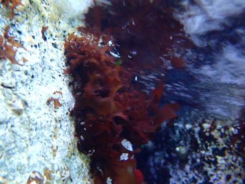 Rissoella verruculosa observed 2025-05-13