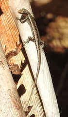 Cryptoblepharus