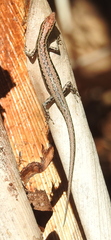 Cryptoblepharus