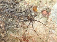 Hersilia albomaculata