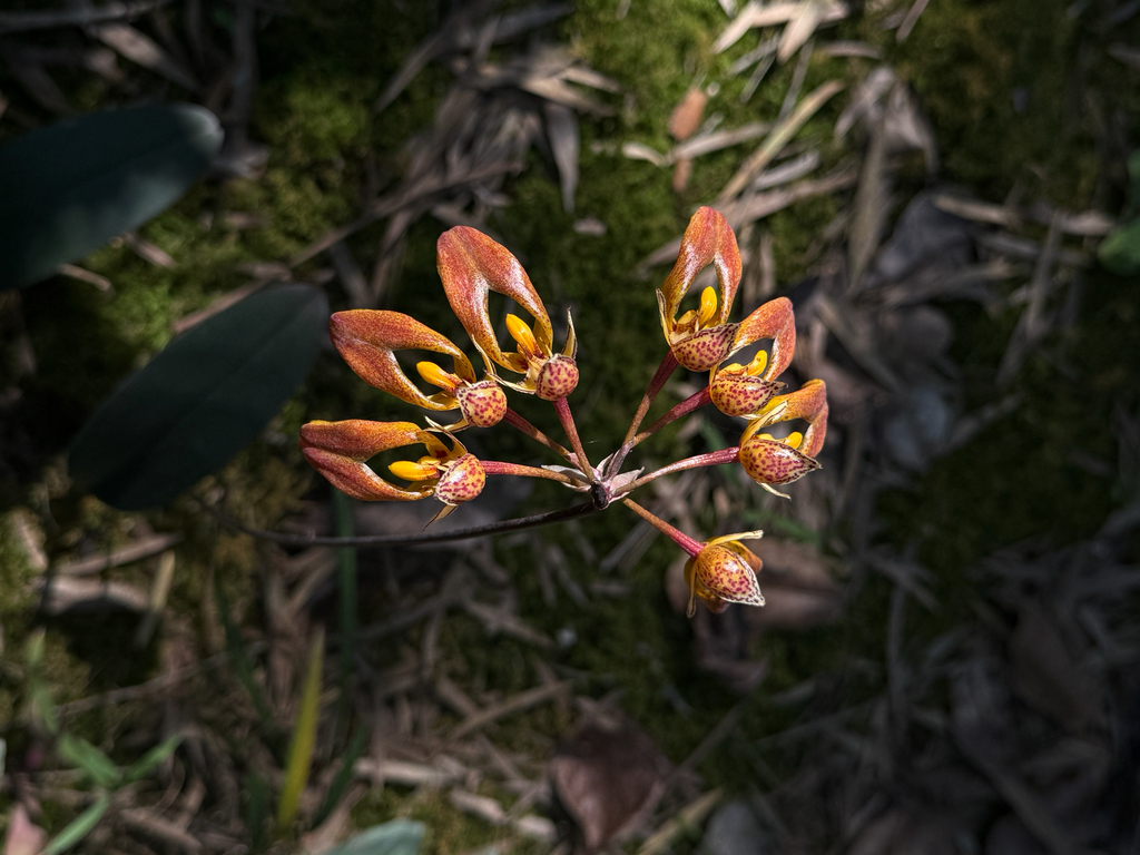 Bulbophyllum longibrachiatum (Ames & C.Schweinf.) Garay