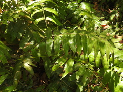 Stenochlaena palustris