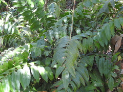 Stenochlaena palustris