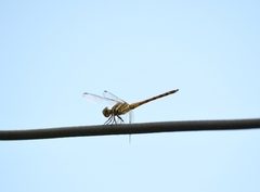 Potamarcha congener