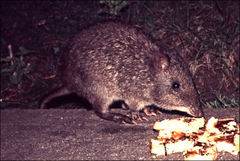 Potorous tridactylus