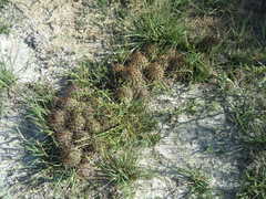 Ancistrocactus scheeri