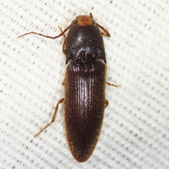 Physorhinus fusculus