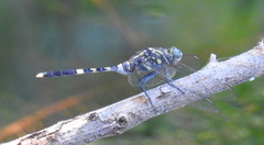 Orthetrum balteatum