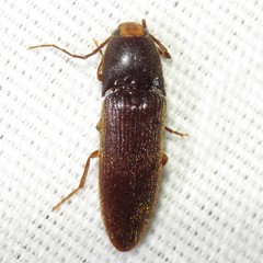 Physorhinus fusculus