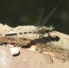 Orthetrum balteatum