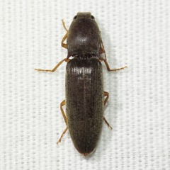 Conoderus parallelus